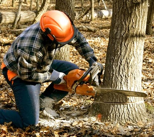 Tree Removal in New Kent, VA